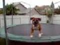 /7a06a0bc0d-dog-on-trampoline