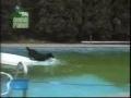 Amazing tactical dog getting ball out of pool!