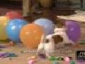Dog Blows Up Balloons