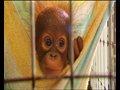 Tiny baby orangutan orphans
