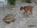 Schildkröte vs. Hund