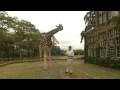 Giraffe Manner's Rothschild Giraffes