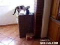 http://www.bofunk.com/video/9133/genius_kitty_gets_the_food.html