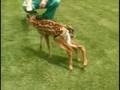 Legged Deer Attacked By Dog