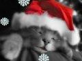 Singende niedliche Weihnachts Katze