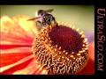 Biene in Zeitlupe