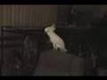 Der tanzende Backstreet Boys Vogel Papagei (Kakadu)