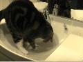 /5e4a46e986-desperate-sink-cat