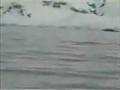 Penguin Escapes Whales